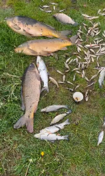 У річці поблизу Чернівців знову масово загинула риба