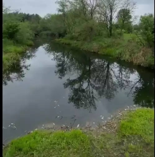 У річці поблизу Чернівців знову масово загинула риба