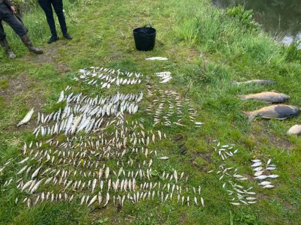У річці поблизу Чернівців знову масово загинула риба