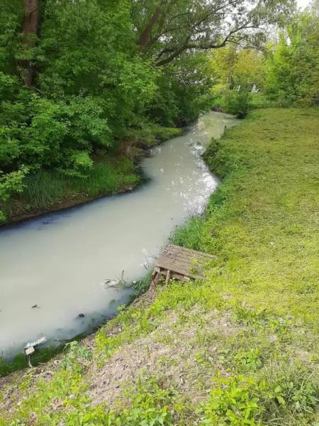 У річці поблизу Чернівців знову масово загинула риба