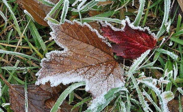 На Буковині 20-21 жовтня очікуються заморозки » ТВА