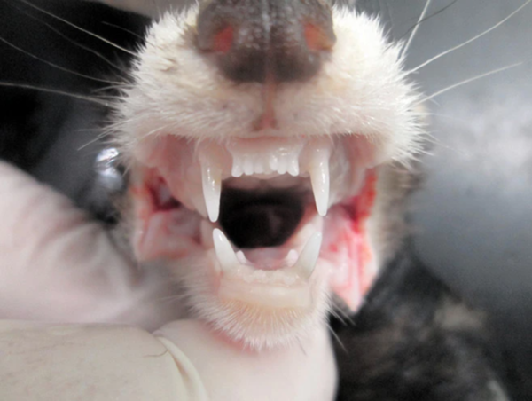 Гонка «озброєнь» у стоматології: три інноваційні підходи, які дозволять людям регенерувати зуби | Mind.ua