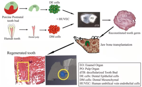 Гонка «озброєнь» у стоматології: три інноваційні підходи, які дозволять людям регенерувати зуби | Mind.ua