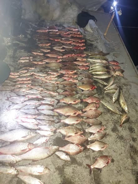 На Дністровському водосховищі викрили незаконний вилов риби: збитки перевищили 380 тисяч гривень » ТВА На Дністровському водосховищі викрили незаконний вилов риби: збитки перевищили 380 тисяч гривень » ТВА